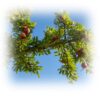 PURE & NATURAL ARGAN OIL