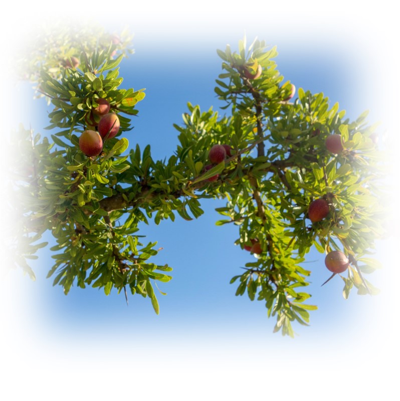 Pure Moroccan Argan Oil 30ml (SAG) - Image 5